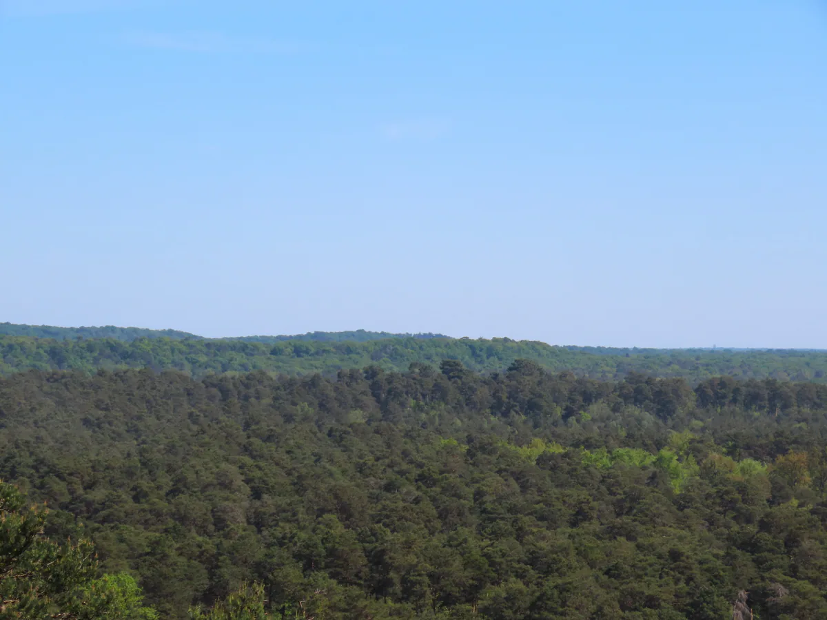 Vue ouverte sur la forêt de Fontainebleau et ses pins