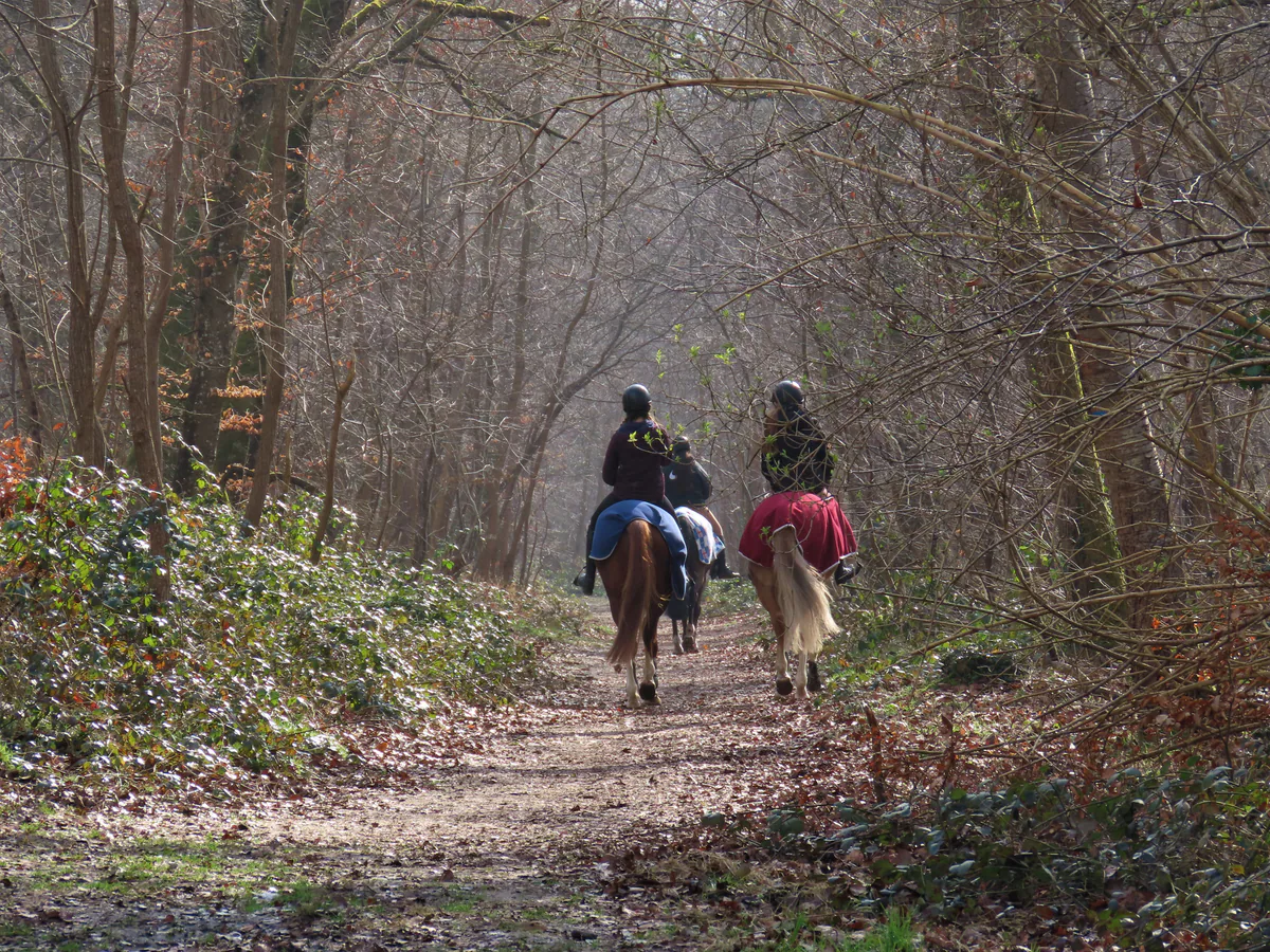 Trois cavaliers avançant sur une route forestière de Fontainebleau