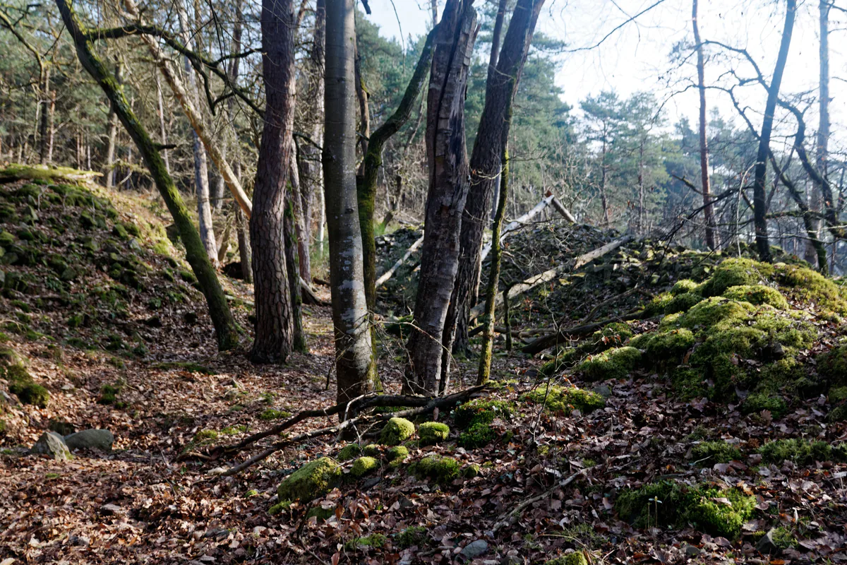 Petit sentier entre les arbres, les feuilles et les rochers de Fontainebleau